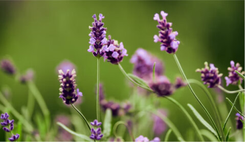 Përbërësit Natyralë